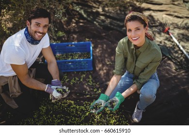 Portrait of smiling young couple collecting olives at farm - Powered by Shutterstock