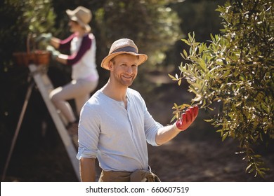 Portrait of smiling young man plucking olives with woman in background at farm - Powered by Shutterstock