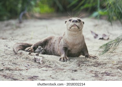 A Portrait Of A Smooth Coated Otter.