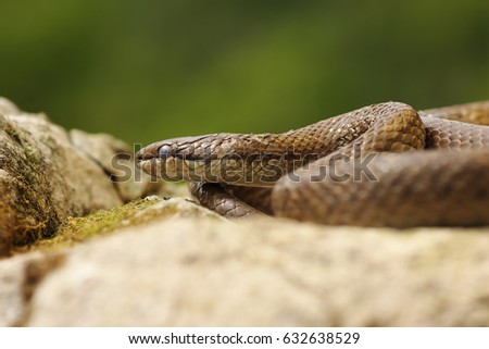 Similar – the rare meadow viper, closeup