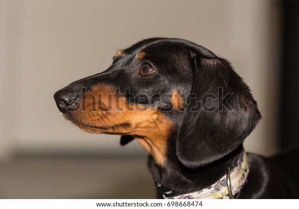 Portrait Smoothhaired Black Tan Miniature Dachshund Stock Photo