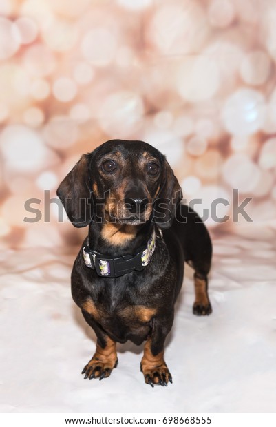 Portrait Smoothhaired Chocolate Tan Miniature Dachshund Stock