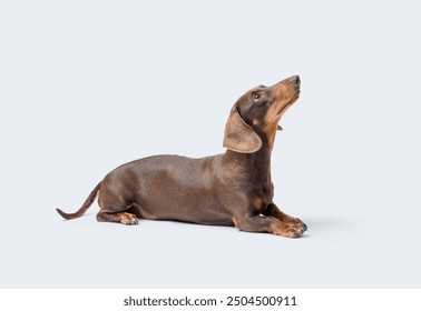 Portrait of a smooth-haired Dachshund lying down and looking up, dog breeds, isolated on white background