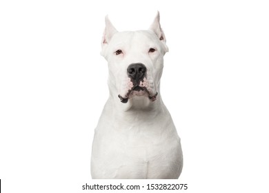 Portrait Of Smug Dogo Argentino Dog On Isolated White Background