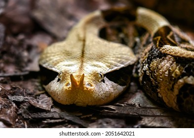 Portrait Of A Snake Looking Straight Ahead