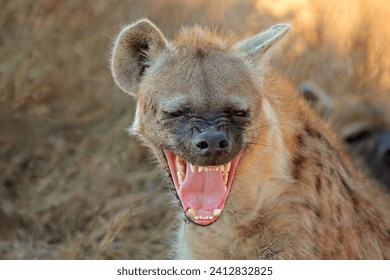 Portrait of a snarling spotted hyena (Crocuta crocuta), Kruger National Park, South Africa
