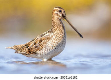 Portrait of a Snipe standing in the blue water with a smooth yellow background. This picture is taken at the Breebaartpolder in Groningen, the Netherlands