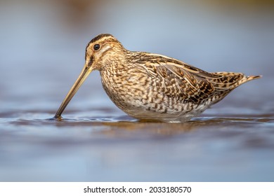 Portrait of a Snipe standing in the blue water with a smooth yellow background. This picture is taken at the Breebaartpolder in Groningen, the Netherlands