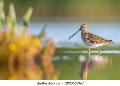 portrait of a Snipe standing in the blue water with a smooth yellow background. This picture is taken at the Breebaartpolder in Groningen, the Netherlands