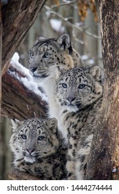 Portrait of snow leopard cubs with mother. Panthera Uncia.