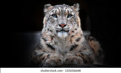 Black White Snow Leopard Images Stock Photos Vectors Shutterstock