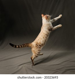 Portrait Of Snow Spotted Bengal Cat Jumping