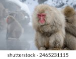 Portrait of a snowmonkey at jigokudani monkey park, Japan