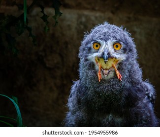 Portrait Of A Snowy Owl Chick