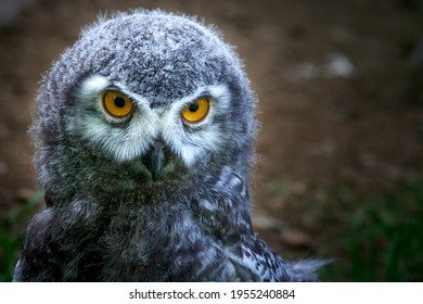 Portrait Of A Snowy Owl Chick