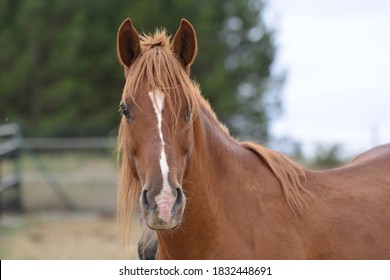 Portrait Of A Sorrel Horse