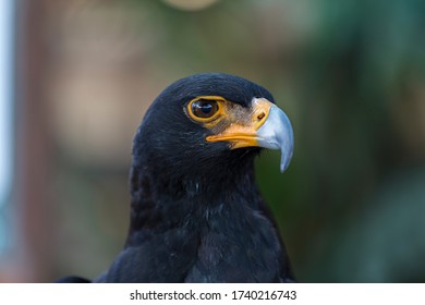 135 Great eagle centre Images, Stock Photos & Vectors | Shutterstock