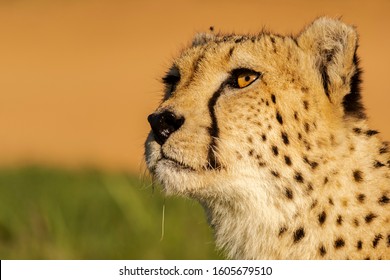 Portrait If A South African Cheetah At The Likn Park, South Africa