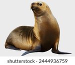 Portrait of a South American baby sea lion (Otaria flavescens formerly Otaria byronia)