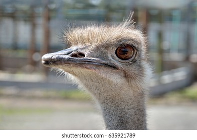 Portrait South American Ostrich Nandu Closeup Stock Photo 635921789