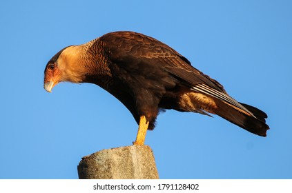 Portrait Of A Southern Caracara