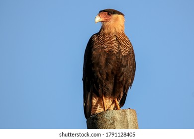 Portrait Of A Southern Caracara