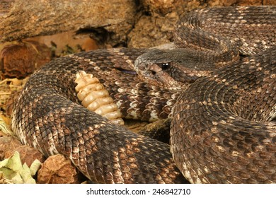 Portrait Southern Pacific Rattlesnake Stock Photo 246842710 | Shutterstock