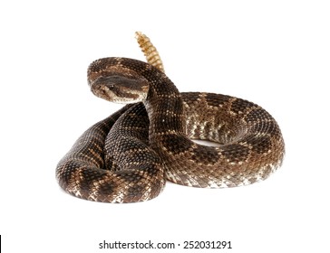 6,383 Rattlesnake white background Images, Stock Photos & Vectors ...