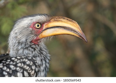 Portrait of a Southern Yellow-billed Hornbill (Tockus leucomelas) with a blurry background - Shutterstock ID 1850569543