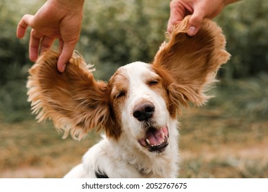 Portrait of a spaniel dog with large funny floppy ears, outdoors scene