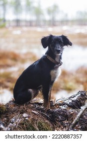 Portrait Of Spaniel Hunting Dog 