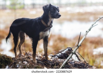 Portrait Of Spaniel Hunting Dog 