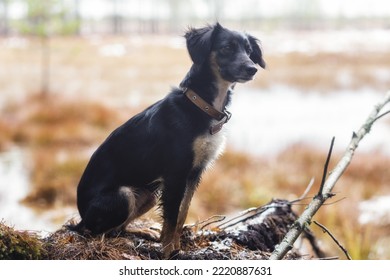 Portrait Of Spaniel Hunting Dog 