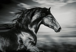 Ritratto Del Cavallo Spagnolo In Esecuzione, Foto In Bianco E Nero