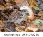 portrait of a sparrow on fallen autumn leaves eating bread