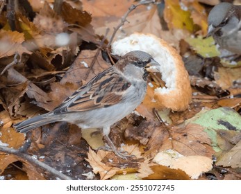 portrait of a sparrow on fallen autumn leaves eating bread - Powered by Shutterstock