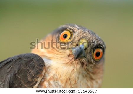 The portrait of sparrow-hawk close-up.