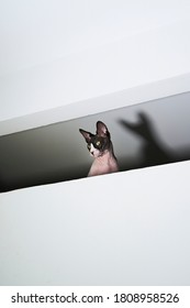 Portrait Of A Sphinx Cat Leaning Out Of A Skylight. His Shadow Is Projected Behind. The Cat Looks To The Left Of The Image.