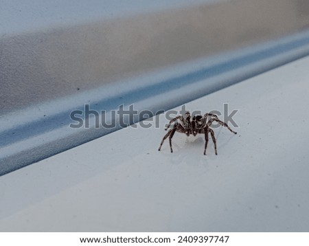 a portrait of spider on white background, spider walking on car