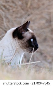 Portrait Of A Splendid Young Cat Of Siamese Breed. This Is A Real Pearl, A Jewel Of A Cat, Just Exceptional And Always Ready To Come And Say Hello, Although His Interest In Discovery Is Very Strong.