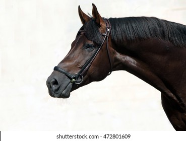Portrait of a sport dressage horse 