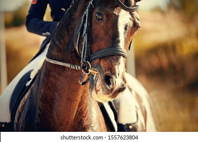 Portrait of a sports brown horse with a white groove on the muzzle in the bridle. Dressage of horses in the arena. Equestrian sport.
