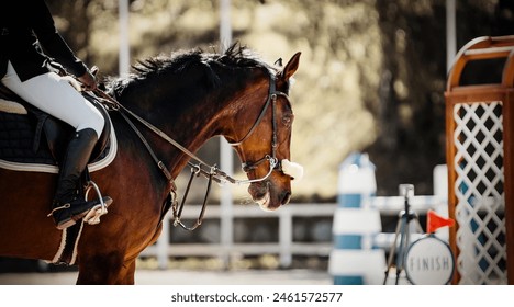 Portrait of a sports horse in the bridle in the arena. Horse muzzle close up. Portrait stallion in the bridle. Jumping competition. Equestrian sport, jumping. Overcome obstacles. Horseback riding.
 - Powered by Shutterstock