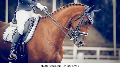 Portrait sports stallion in the double bridle. The legs of the rider in the stirrup, riding on a horse. Dressage of horses. Equestrian sport. Horseback riding.
 - Powered by Shutterstock