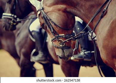 Portrait of a sports stallion. Riding on a horse. Thoroughbred horse. Beautiful horse. - Shutterstock ID 262547138