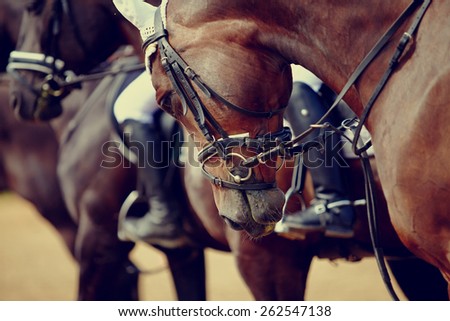 Portrait of a sports stallion. Riding on a horse. Thoroughbred horse. Beautiful horse.