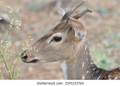 Portrait Of Spotted Deer At Bondla Wildlife Sanctuary In Goa, India