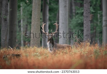 Portrait of a spotted fallow deer during the fallow rut.