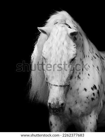 Similar – Image, Stock Photo Look me in the eyes mare.