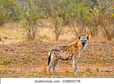 Portrait of a spotted hyena (Crocuta crocuta) in Maasai Mara, Kenya, Africa.